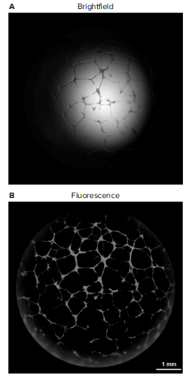 Brightfield versus Fluorescent Whole-well Image