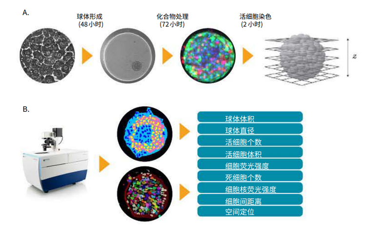 Hepatotoxicity Assay