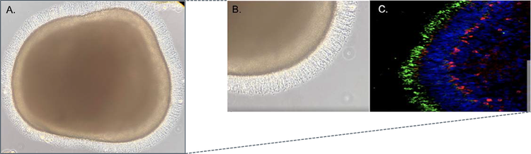 A and B, hiPSC-derived retinal organoid with outer segment from photoreceptors