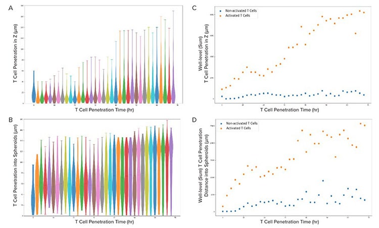 Violin plot of object-level T-cell climbing height in Z; (B) Scatter plot of well-level T-cell climbing height in Z