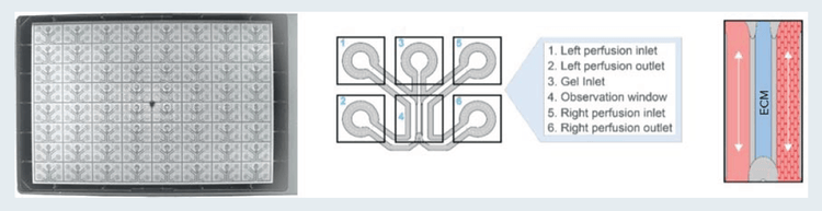 OrganoPlate 3-lane is comprised of 64 or 40 culture chips