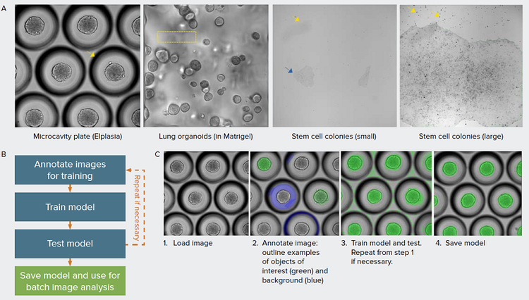 Image Segmentation with Machine Learning-based Models