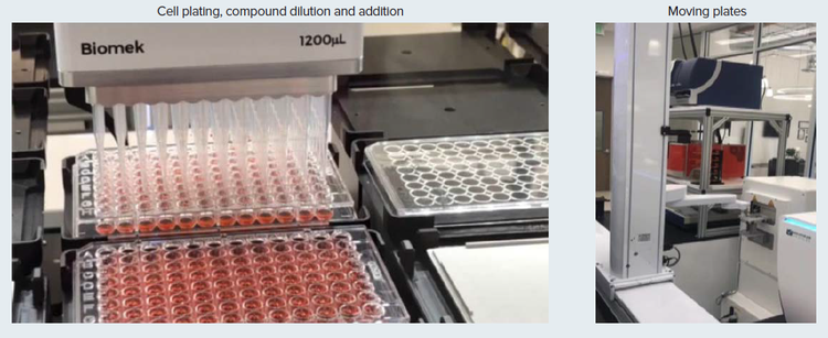 cell culture, compound treatment, and imaging