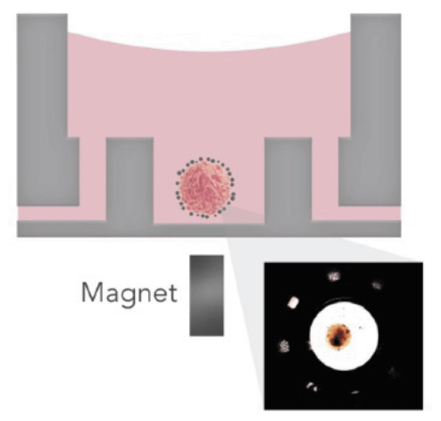 Nanoshuttle coated mouse islets within the sample chamber