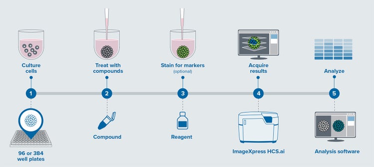 Workflow outlining the assay