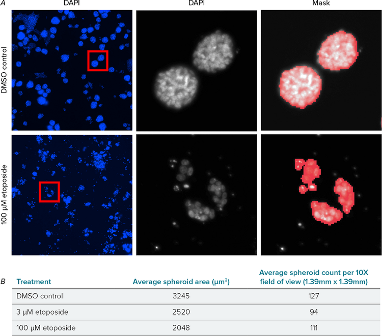 DAPI labeled spheroids