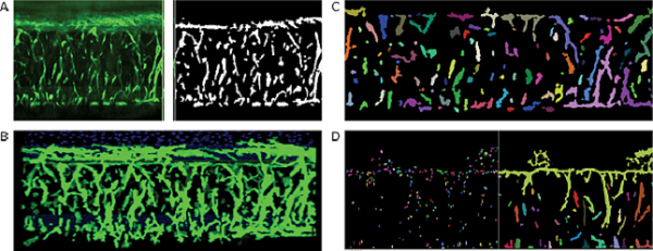 Sprouts and Nuclei identified in z-image