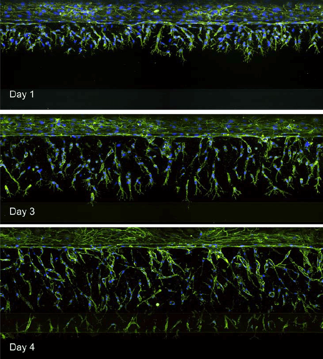 Endothelial cells growing towards the bottom channel