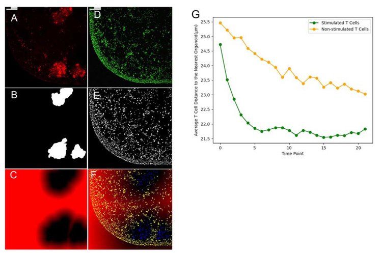 T-cells at organoid edge occurs 24 hour post treatment