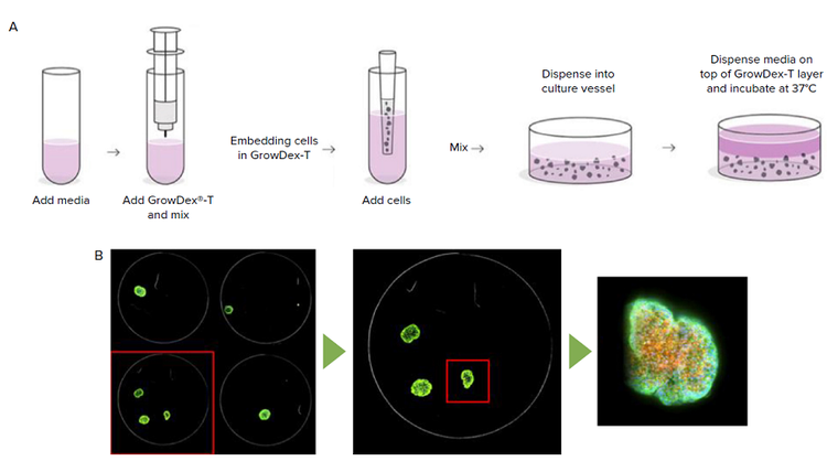 GrowDex-T anionic nanofibrillar cellulose