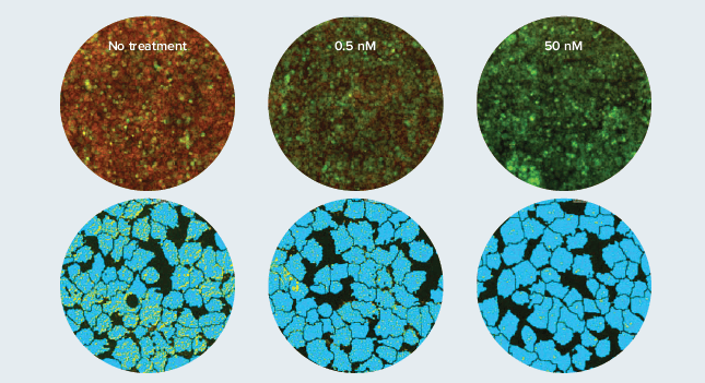 Valinomycin disrupts Mitochondria Membrane Potential