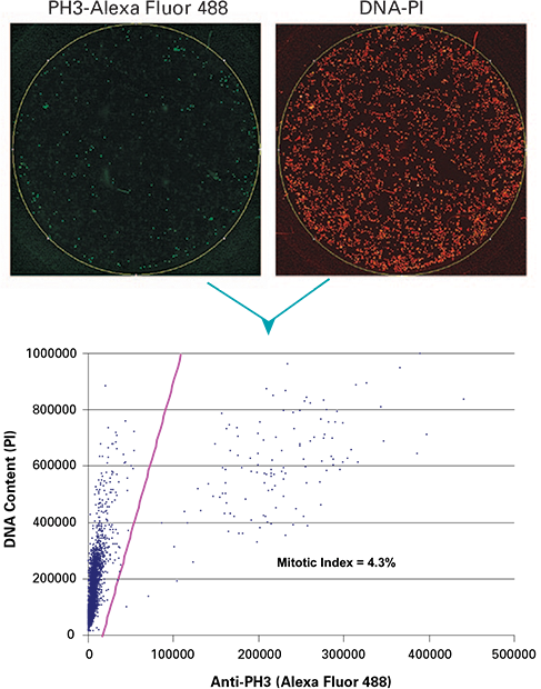 Whole well images of cells treated for 4 hours with 1 µM paclitaxel