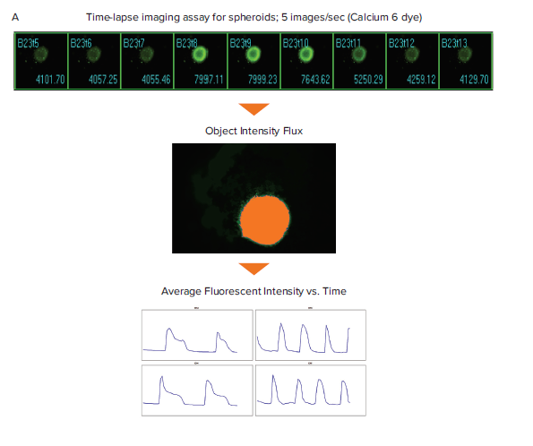 Schematic diagram for the generation of Ca2+ oscillation