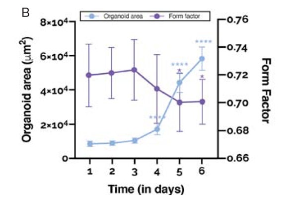 Quantification of organoid area and form factor over time