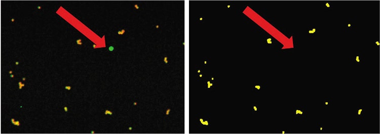 Large bright fluorescence artifacts in the supernatant image that were not associated with a bead were filtered out