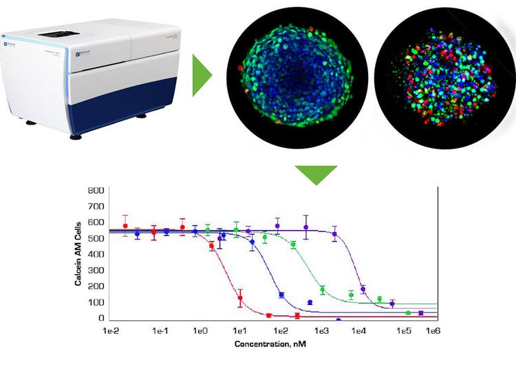 Analysis of 3D spheroids with ImageXpress confocal system