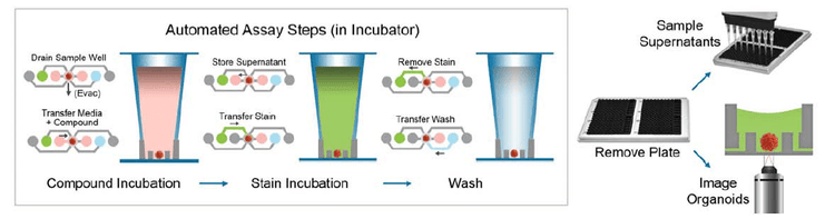 Protocol steps for Tumoroid assays