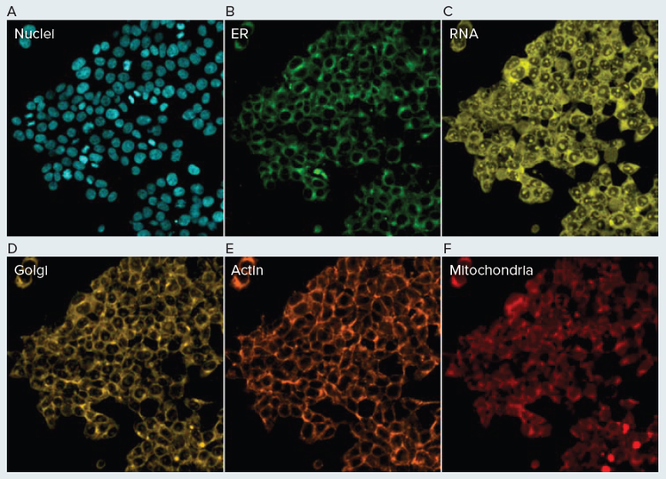 Automated Cell Painting Assay HEK293 cells