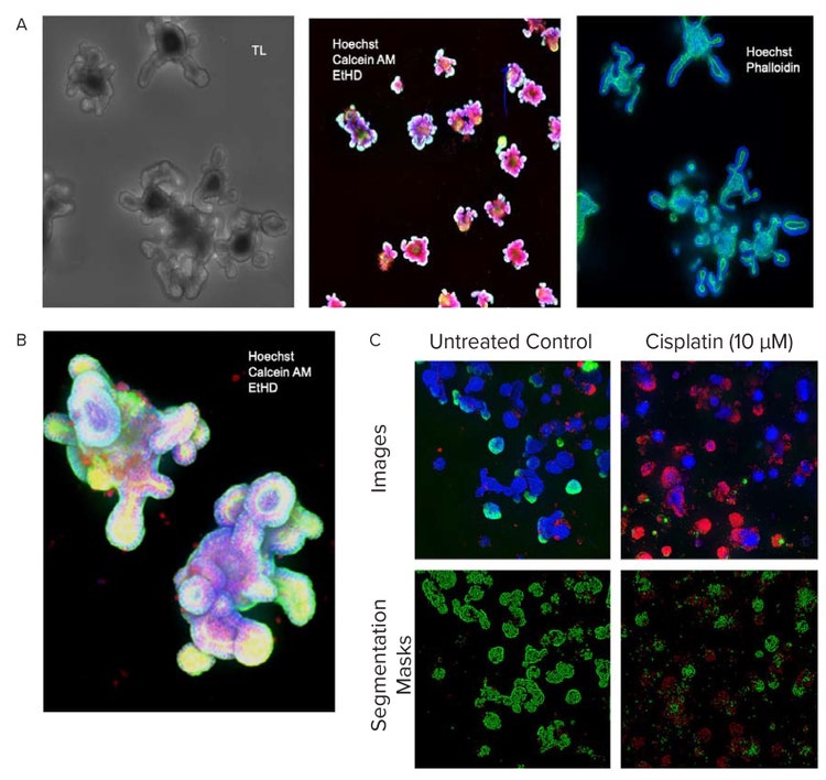 Monitored organoid development in transmitted light