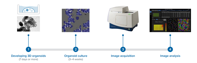 Organoids Workflow