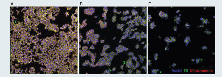 Simulated Cell Painting Screening Controls HEK293 cells