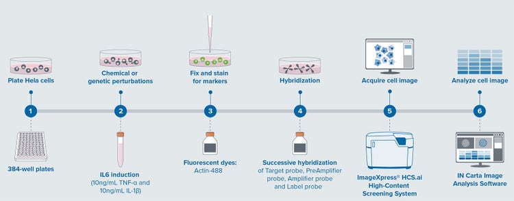Workflow of RNA FISH assay