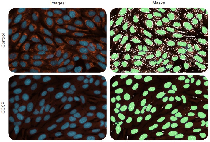 Evaluation of mitochondrial integrity and membrane potential by automated imaging