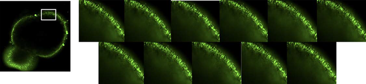A 4x cross-section image of a retinal organoid captured with ImageXpress Confocal