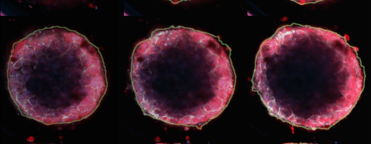 3D Imaging of Liver Microtissues