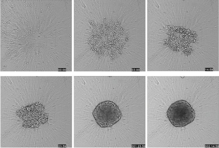 workflow for testing spheroids in a high-throughput screening environment