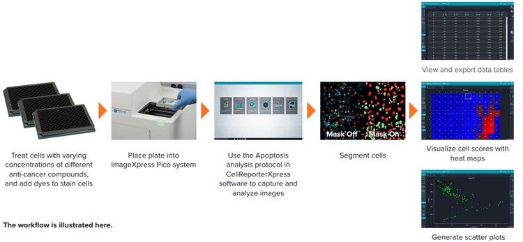 The Workflow of cell-based assay for apoptosis detection