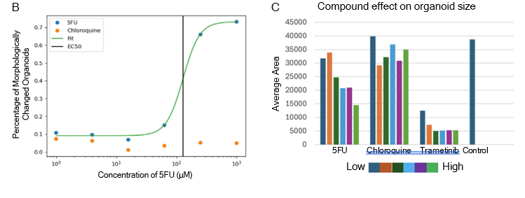 B. EC50 calculation of dose response curve based on organoids; C. Trend of average area across compound concentrations