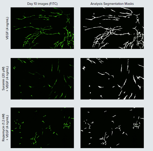 Stimulation and inhibition of angiogenic tube network development