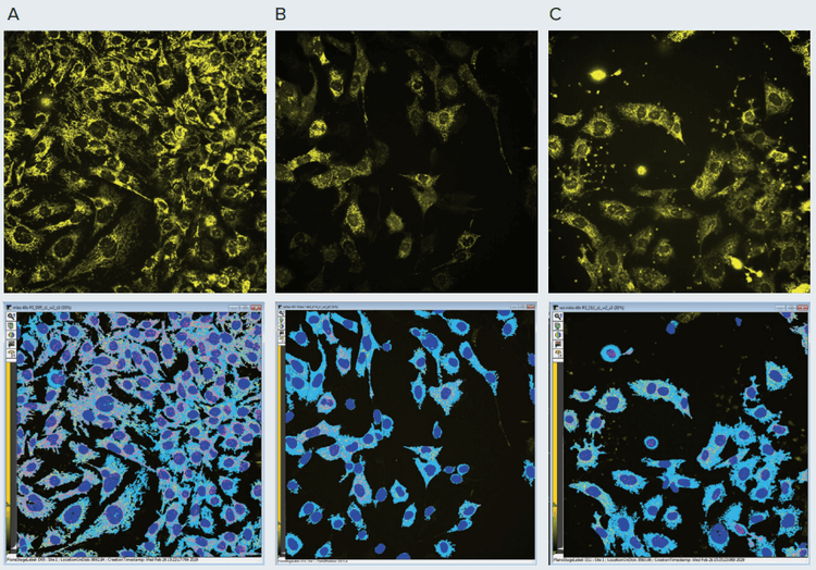 Compounds effect on mitochondria