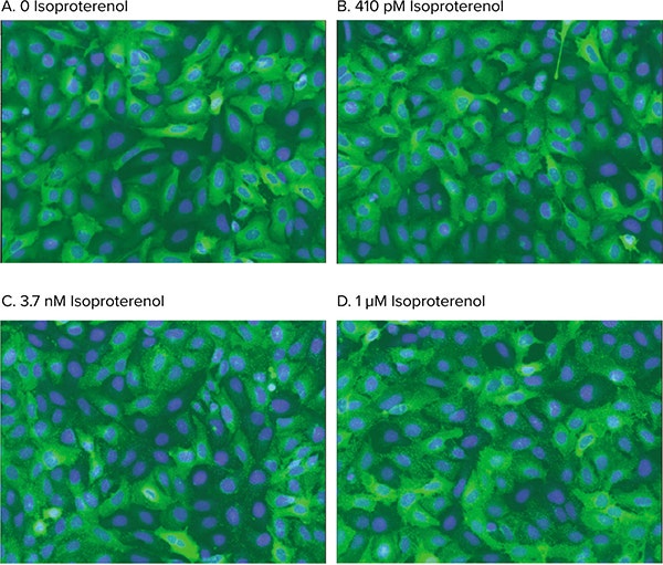 Agonist stimulation of pit formation