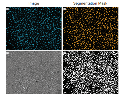 Comparison of cell count on HeLa cells