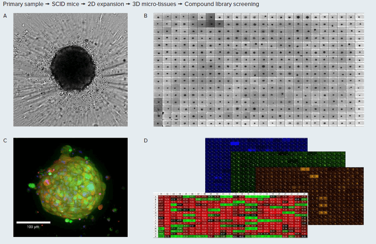 Cell plating, compound dilution and addition