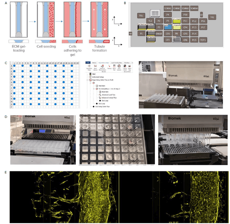 Sample preparation with an automated liquid handler