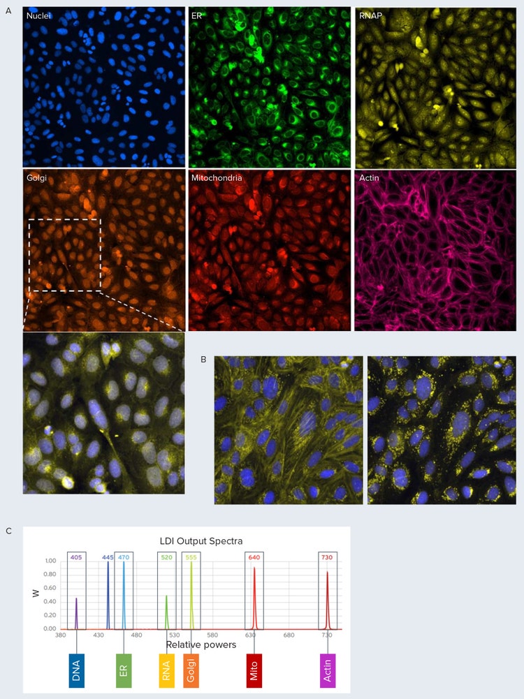 Cell painting assay modified Modified protocol using far-red light source