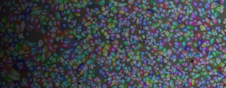 AI-powered, label-free imaging