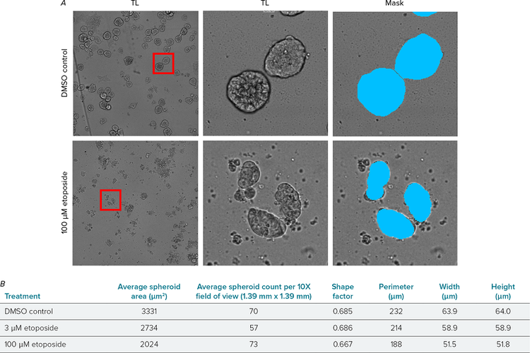 Label-free analysis of spheroids