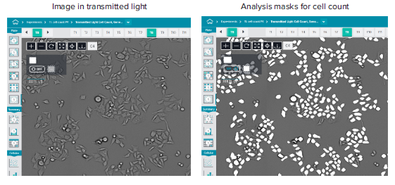 Images of HeLa cells