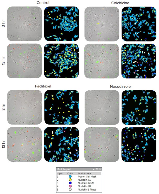 Time-lapse images of HeLa cells transfected with the FUCCI cell cycle sensor