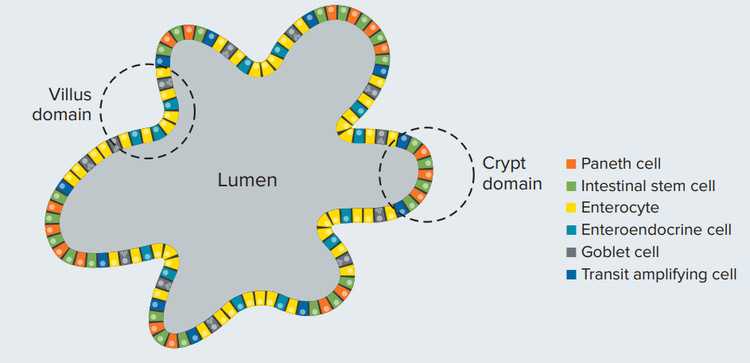 2D structure of intestinal organoid