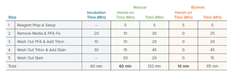 Automated Cell Painting Assay HEK293 cells