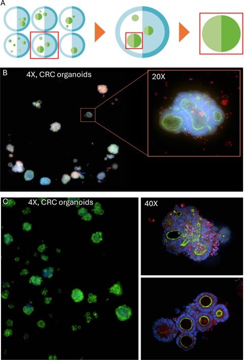 QuickID workflow: low-magnification preview scan to capture the objects, followed by analysis to determine the regions of interest