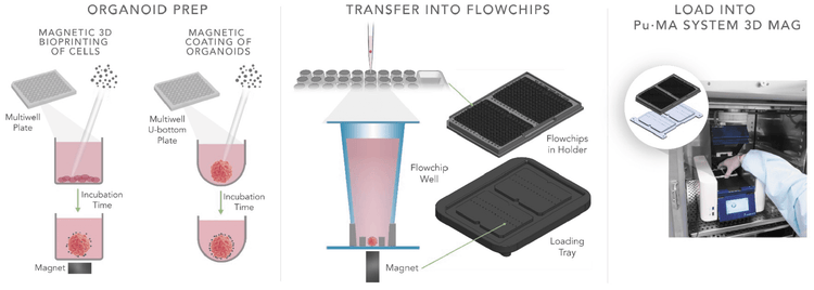 Pu·MA System 3D MAG within incubator