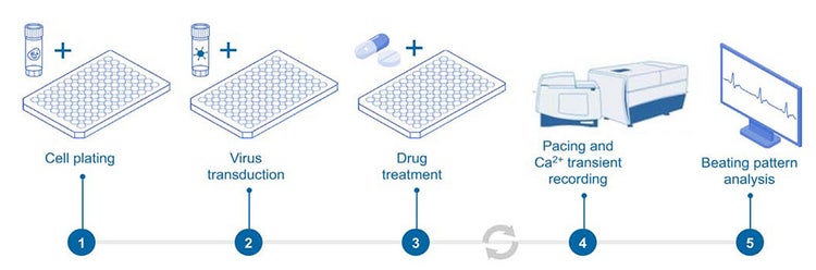 Workflow for long-term assessment of cardiotoxicity using GECI