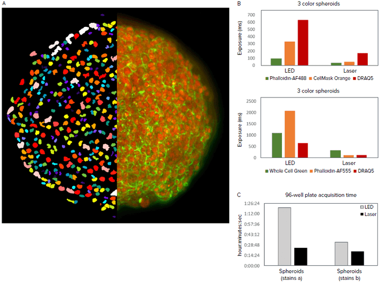 2D projection image of DRAQ5 and Phalloidin-AF488