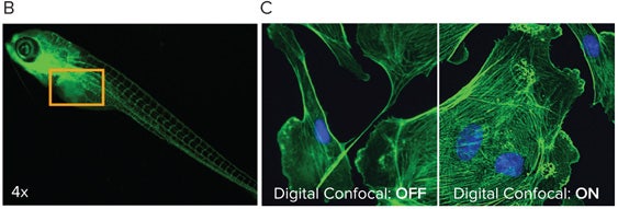 The area-of-interest (orange outline) was then re-acquired at high magnification